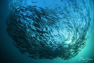 Bigeye trevally (Caranx sexfasciatus), Tulamben, Bali. by Filip Staes 